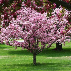 Ornamental Trees for Delmarva