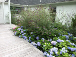 Hydrangea Landscape 